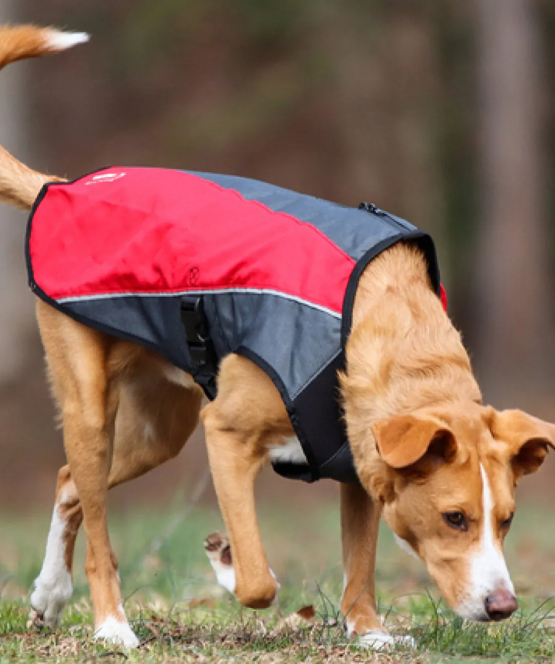 Element™ Waterproof Dog Raincoat Jacket