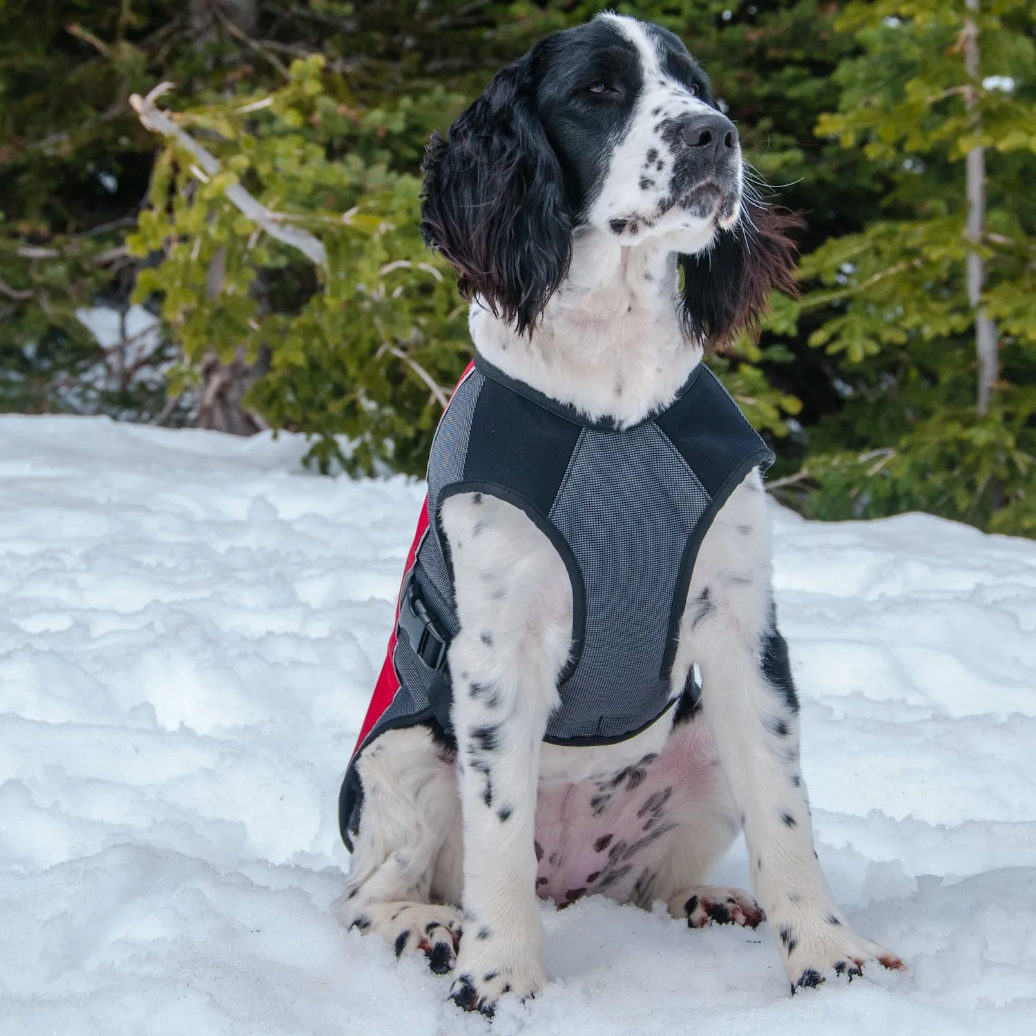 Element™ Waterproof Dog Raincoat Jacket