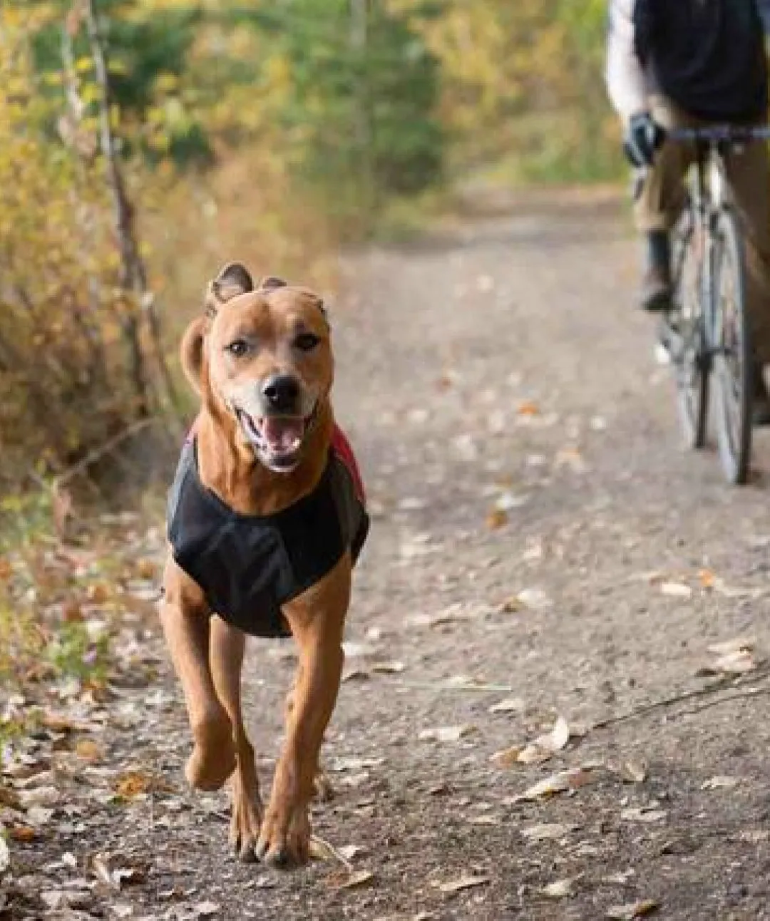 Element™ Waterproof Dog Raincoat Jacket