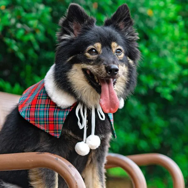Xmas Cape - White Faux Fur Collar Trench Coat in Red Green Tartan